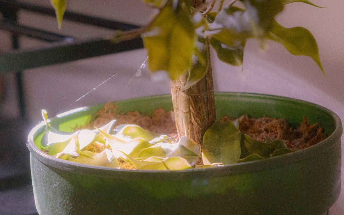Collectible Silk Plant How to Clean: 7 Proven Tips to Avoid Costly Mistakes