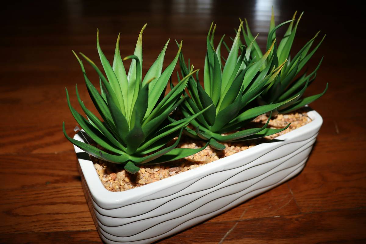 Collectible Silk Plant Small Home Decor: 7 Proven Ways to Avoid Costly Mistakes