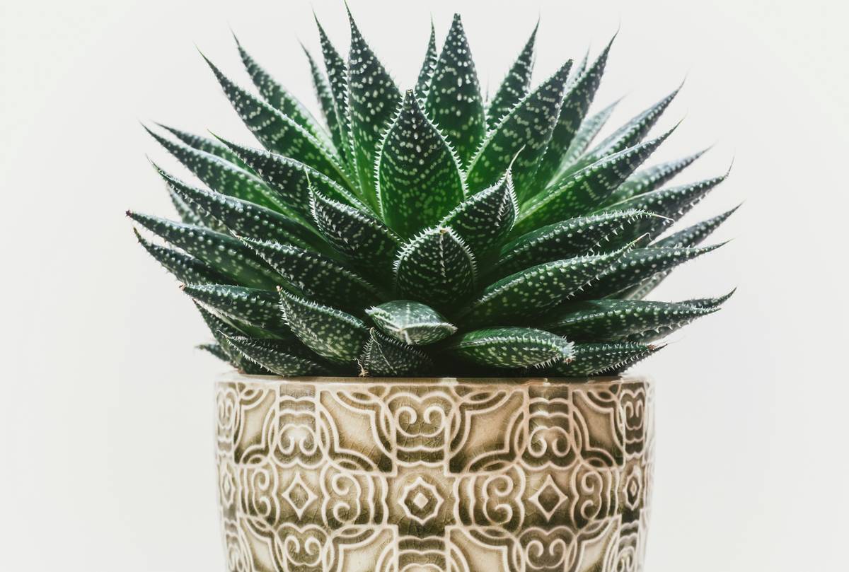 Silk Plants for Indoor: 7 Proven Tips to Avoid Costly Mistakes